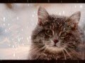 LE TRISTE NOËL DU CHAT ABANDONNÉ !