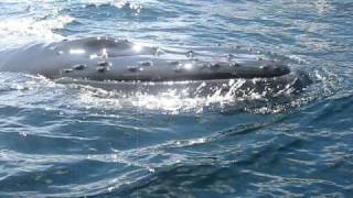 Humpback whales off Bay Bulls, Newfoundland (Canada)