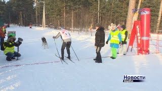 Бердск принимает чемпионат области по ездовому спорту