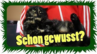 Katzen TRAGEN leicht gemacht - Schon gewusst?