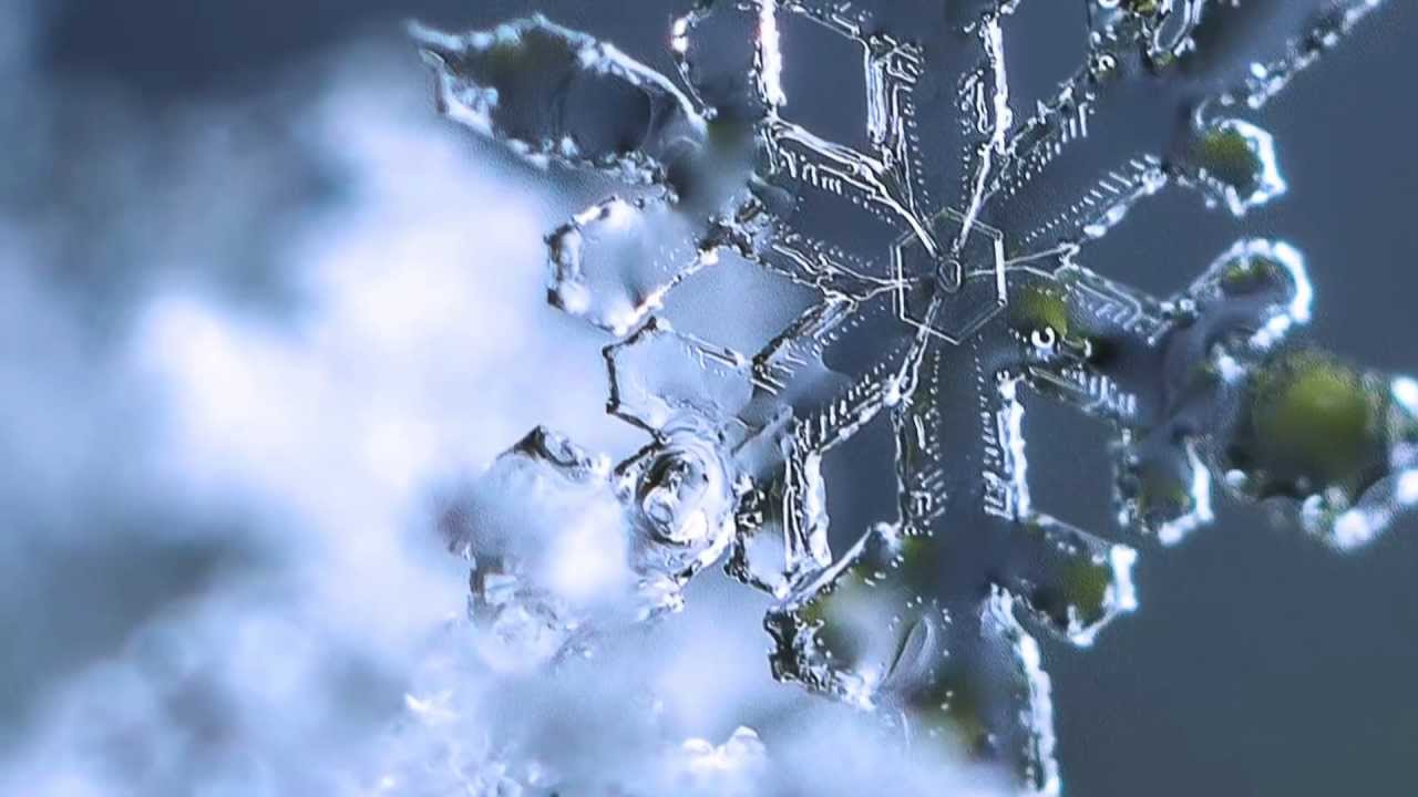 Pretty Little Snowflakes- Jan 2013 - Macro Photography - Nikon D800