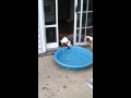Il cane si intestardisce e vuole assolutamente riportare la piscina in casa