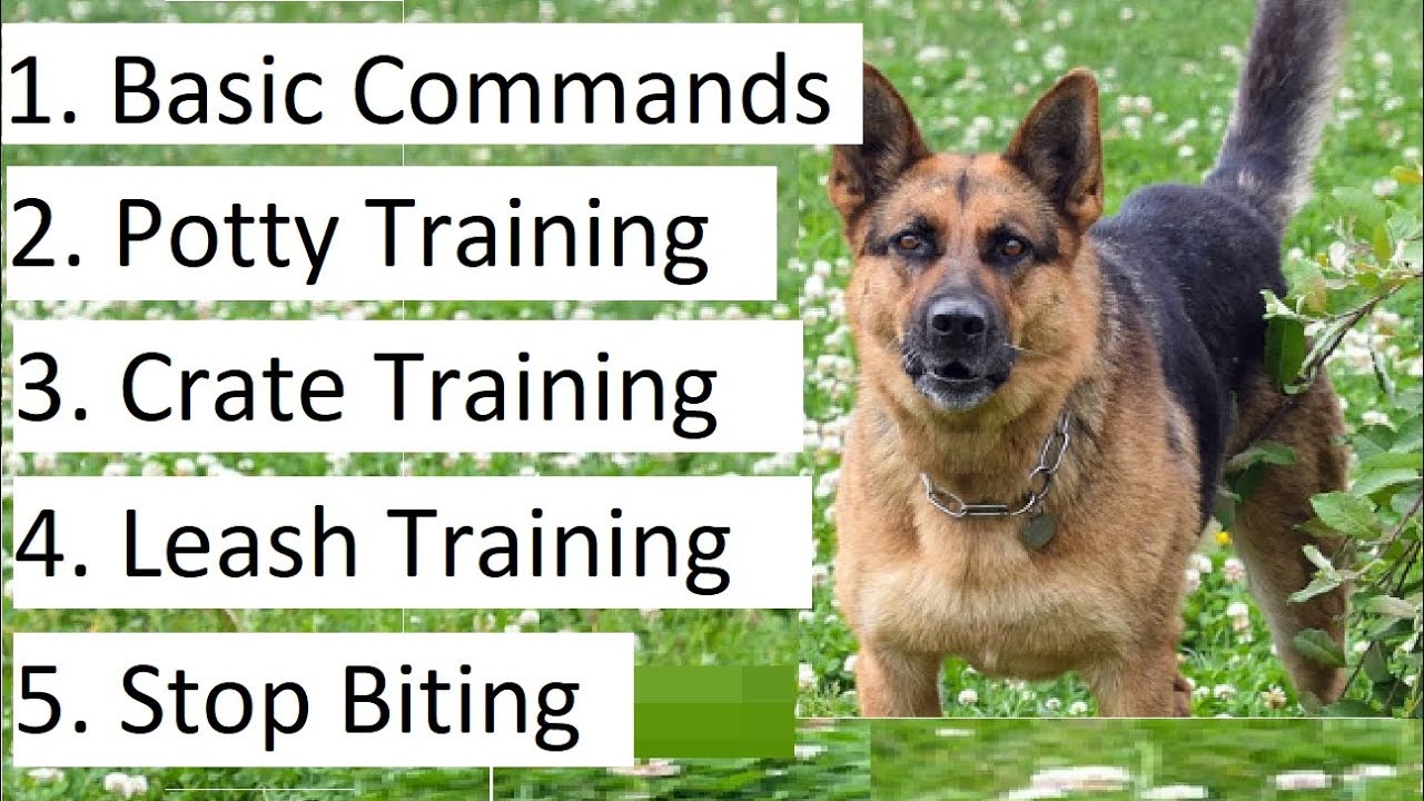 german shepherd training