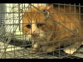 Feral Cat Coalition of Oregon 2011