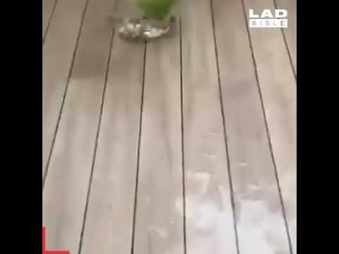 Funny cats while catching fish 😂😂😂