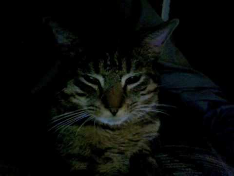 My Cat Arnold (Karen Mantler) online metal music video by KAREN MANTLER