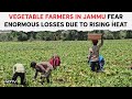 Heatwave In India | Vegetable Farmers In Jammu Fear Enormous Losses Due To Rising Heat
