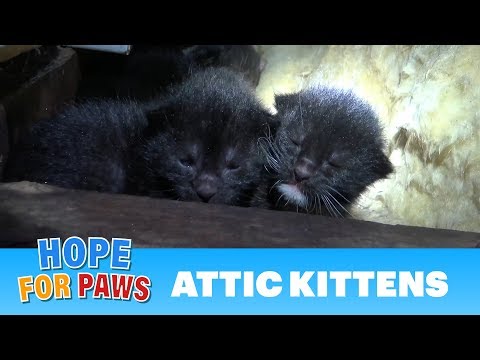 Tiny kittens born in an attic - their mom was watching closely as we pulled them one-by-one.