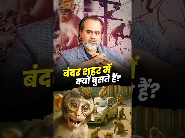 बंदर शहर में क्यों घुसते हैं? || आचार्य प्रशांत