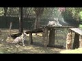 Delhi Heatwave News | Delhi Zoo Implements Measures To Help Animals Cope With The Intense Heat  - 03:20 min - News - Video
