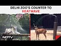 Delhi Heatwave News | Delhi Zoo Implements Measures To Help Animals Cope With The Intense Heat