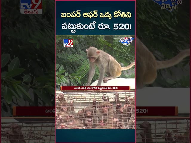 iSmart News : బంపర్ ఆఫర్..ఒక్క కోతిని పట్టుకుంటే రూ. 520!  | Monkeyes Haunting - TV9