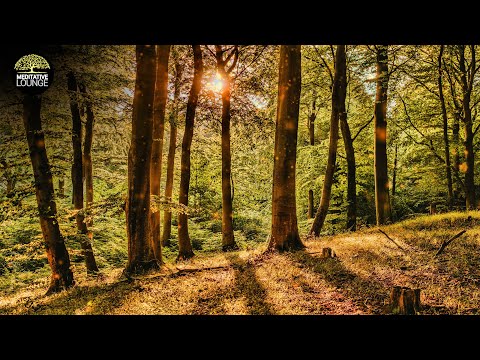Entspannungsmusik Klavier | Natur Waldgeräusche Vögel | Musik zum Entspannen