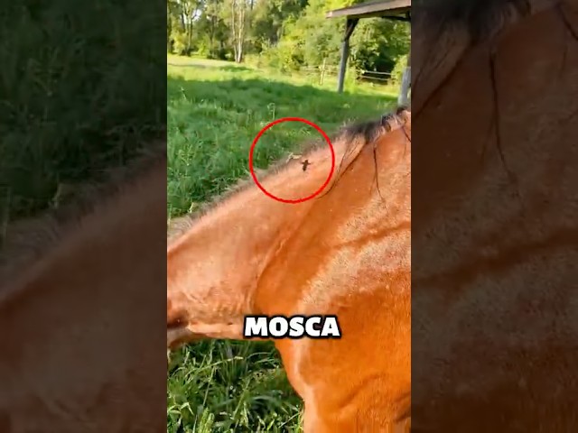 La Mosca Del Caballo 🪰