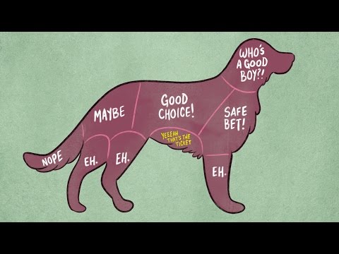 Како правилно да галите животни?