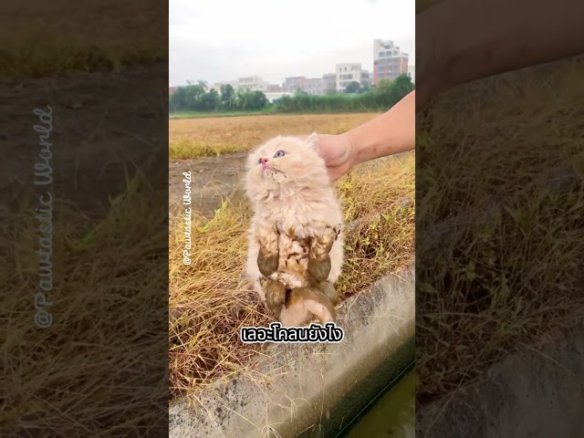 ไปลุยโคลนให้นุดปวดหัวเล่นดีกว่า 😹 #kitten #kittenlife #kittenshorts #แมวเด็ก