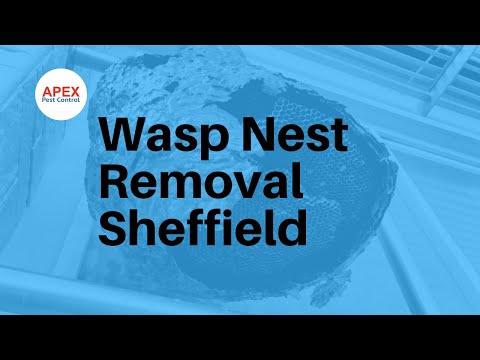 Was Nest Removal Sheffield ...