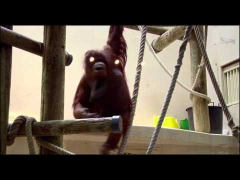 Nénette'