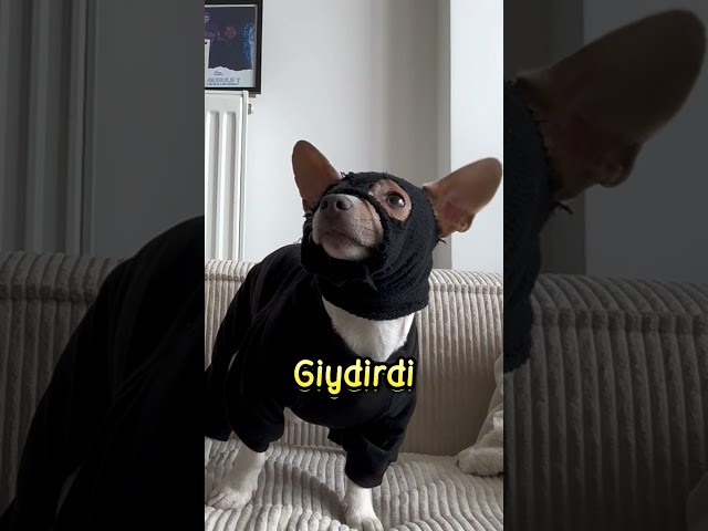 KÖPEK Bu Görev İçin DOĞDU❗🤍 (@olietmonday)
