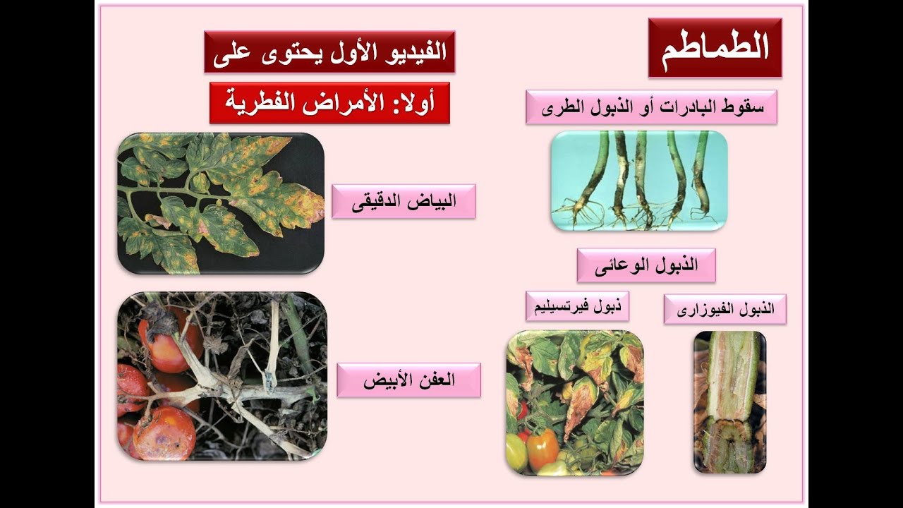 الامراض الجلدية التي تصيب فروة الراس بالصور