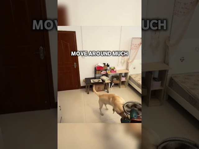 This dog has the perfect daily routine when owner leaves 👏