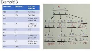 gene mapping problems