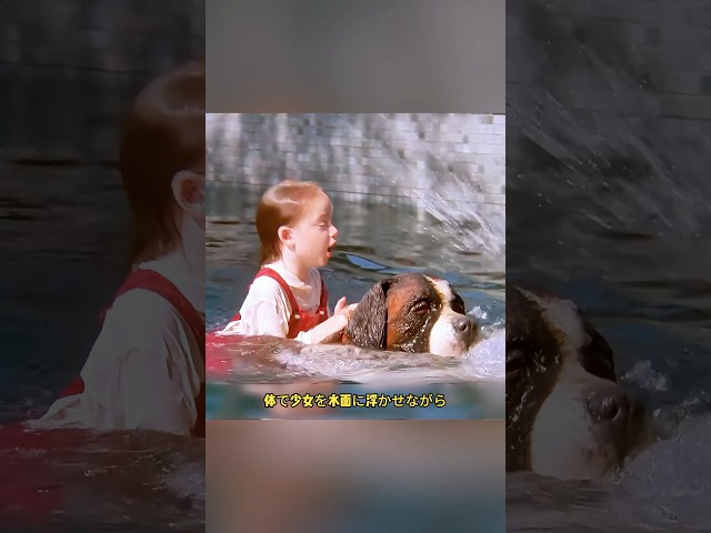 犬が少女の一家を保護している。.#shorts #comentarios
