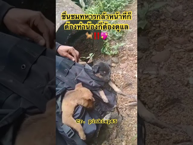 ขอบคุณทหารกล้าหน้าที่ก็ต้องทำน้องก็ต้องดูแลสุดยอดจริงๆ✌️🐕‼️ #ทหารไทย #สุนัขน่ารัก