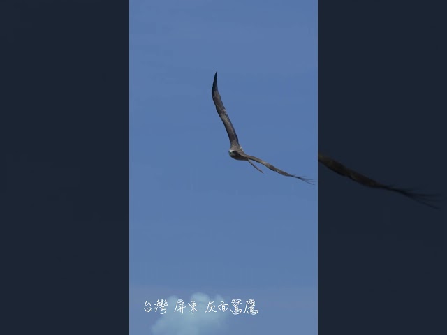 老鷹飛翔在眼前，黑鳶飛翔在屏東旭海 - 營火部落