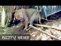 Watch: Lion rescued from 100 feet dry well in Gujarat