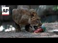 In Mexico, lions and monkeys are fed popsicles as heat wave rages on
