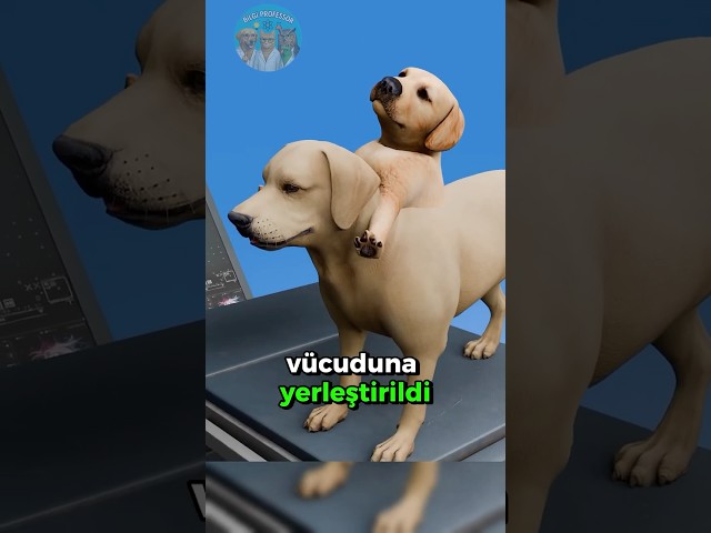 Bir Gövdede İki Baş: Tarihteki En Tuhaf Ameliyatlardan Biri! 🐶🧠⏳