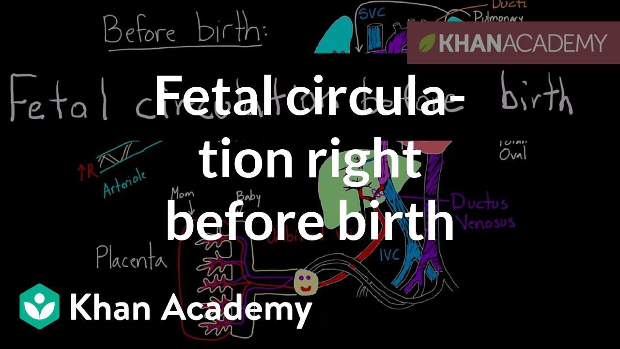 Fetal Circulation Right Before Birth - YouTube