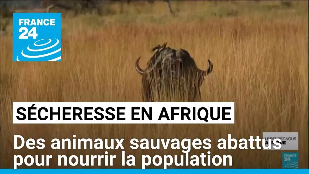Sécheresse : certains pays d'Afrique abattent des animaux sauvages pour nourrir la population