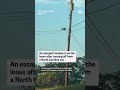 An escaped monkey is on the loose after running off from a North Carolina zoo - 00:18 min - News - Video
