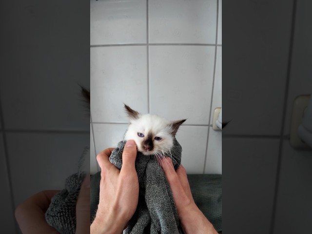 So süß war das Baden noch nie #haustiere #kitten #tiere #katzen