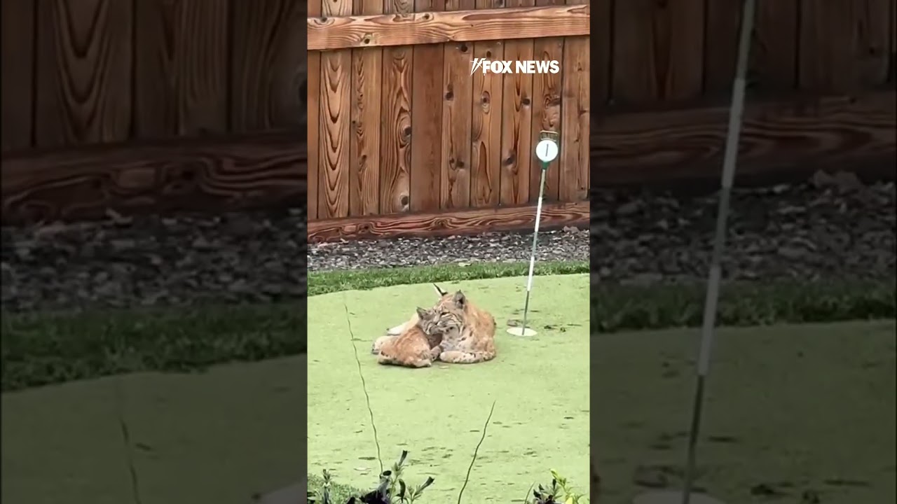 PAW-SOME PLAYTIME: Bobcat, kittens spotted in a backyard in Canada #shorts #foxnews #animals #canada