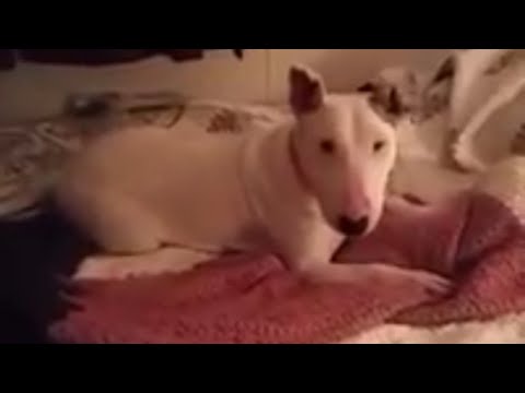 Rescue dog experiences a bed for the first time
