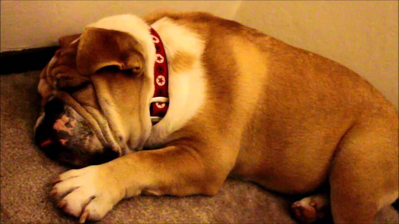 English Bulldog Lip Snoring