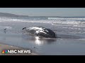 Beachgoers stunned after 52-foot fin whale washes ashore in California