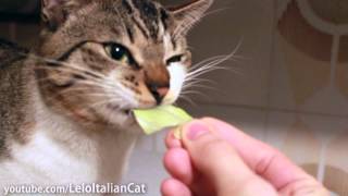 Lelo the Italian Cat vs. Lettuce