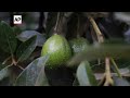 Mexico’s president confident of reaching agreement with US to resume avocado inspections  - 00:44 min - News - Video