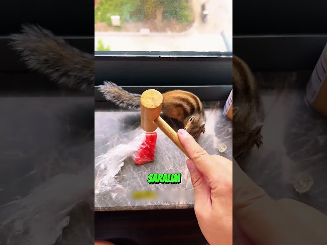 Alvin Karpuz Suyunu Çok Beğendi