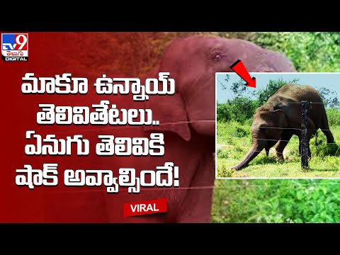 Smart elephant breaks electric fence using technique, resurfacing video