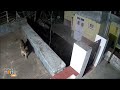 Wildlife Intrusion: Leopard and Bear Enter House in Yellanalli Kaikatti Village, Tamil Nadu | News9  - 01:19 min - News - Video