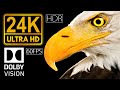 24K HDR 60fps Dolby Vision  Real Black