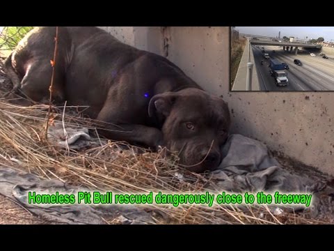 Hope For Paws: Homeless Pit Bull rescued dangerously close to the freeway.