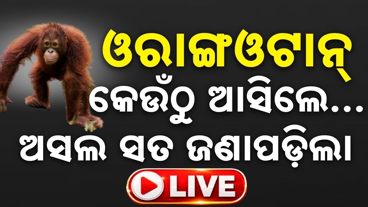 🔴Live | ଓରାଙ୍ଗଓଟାନ...ସତ ଜଣାପଡ଼ିଲା | Balasore Orangutan Rescue | Black Thar | Argus News