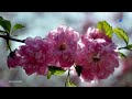 ♡ André Rieu - Spring Flowers