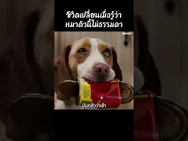 ชีวิตเปลี่ยนเมื่อรู้ว่าเจ้าสุนัขตัวนี้ไม่ธรรมดา